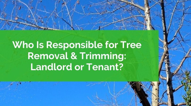 Who Is Responsible for Tree Removal & Trimming: Landlord or Tenant?
