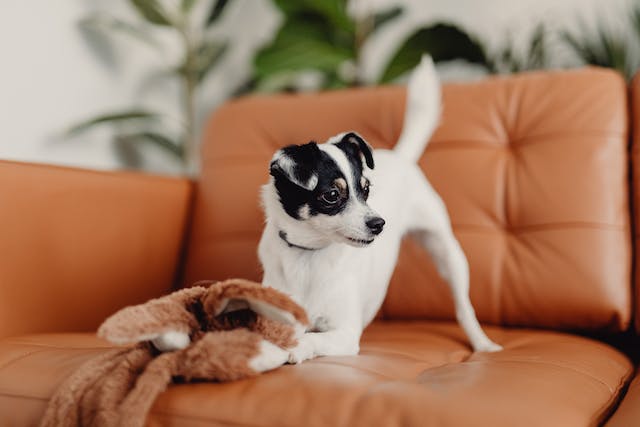 dog-on-a-couch