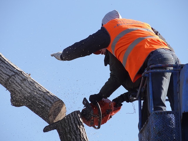 removal and maintenance of trees